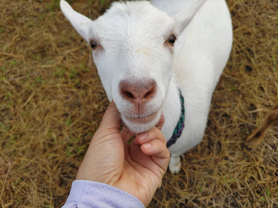目標金額以上の使い道について