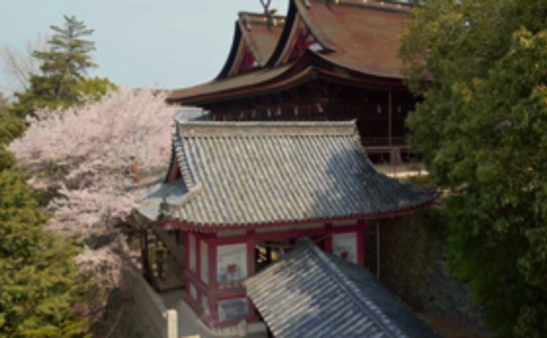 基本応援コース