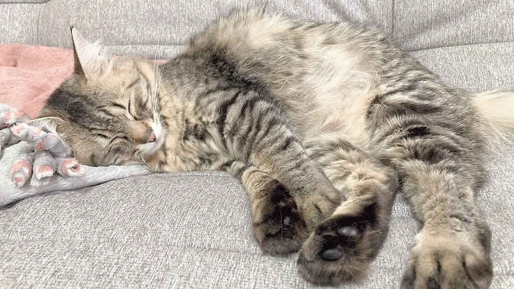 【譲渡猫】症例の少ない先天性多発性肝嚢胞手術費用の支援