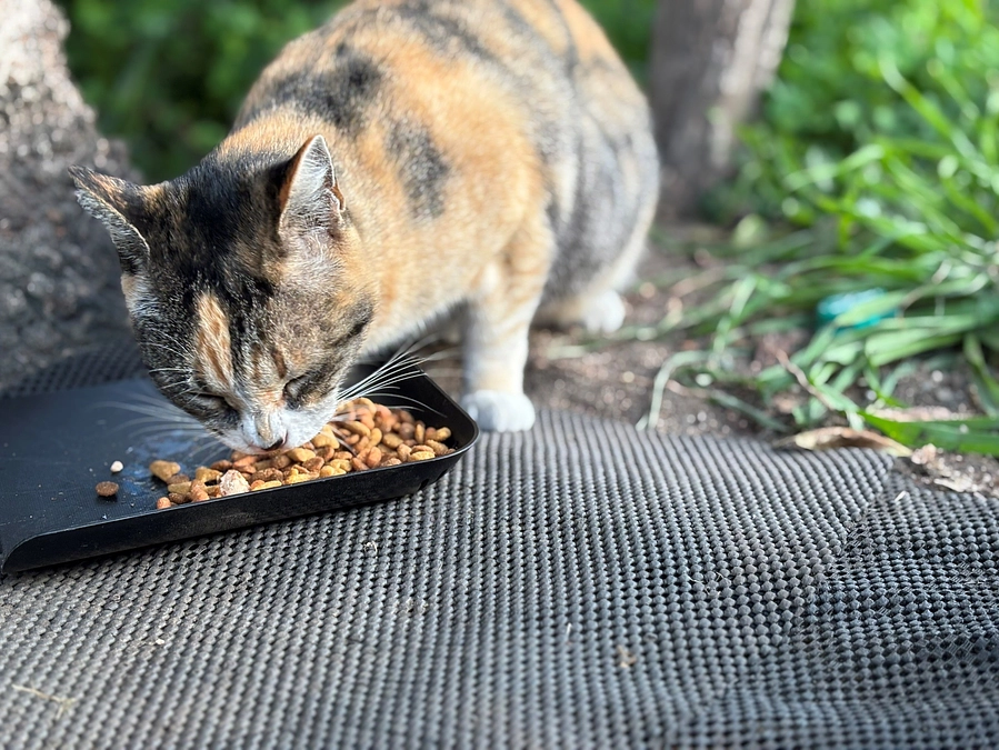 工場内保護活動再開のお知らせ
