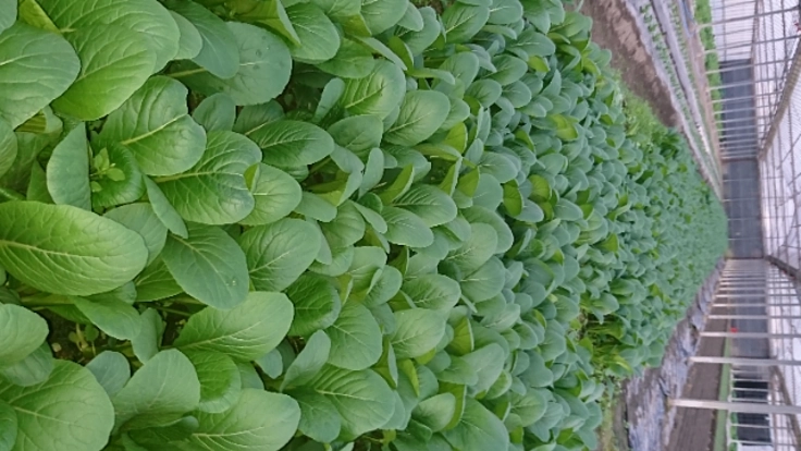 日本の農業を守るために若い世代が参入しやすい環境を作りたい