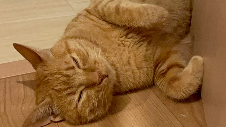 猫白血病、前縦隔型リンパ腫発症生後2歳半虎徹の抗がん剤治療に支援を