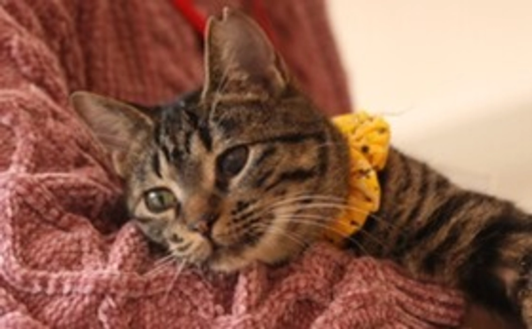 毎月1000円コース