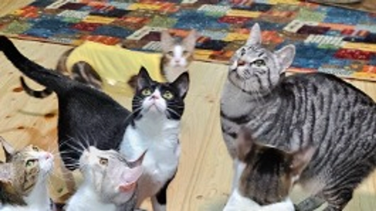 譲渡会でハッスル猫！