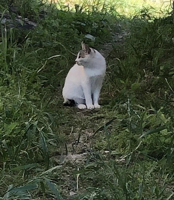 捨て猫について