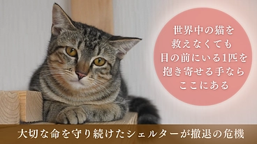シェルター退去の危機で窮地！切迫する運営費と保護猫活動にご支援を のトップ画像