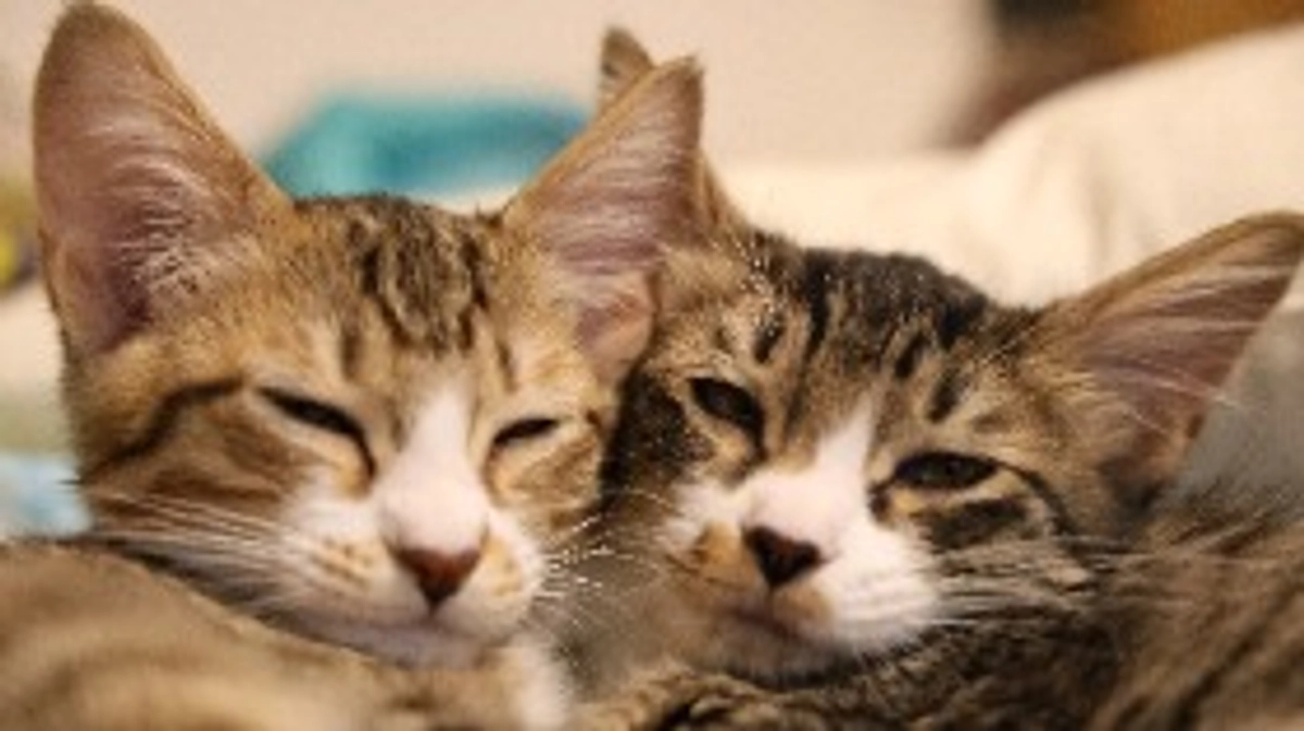 特定非営利活動法人(NPO法人)を設立いたしました！