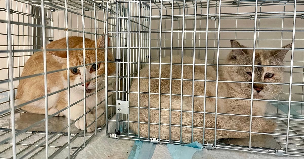 5月のあわねこスペイクリニック報告