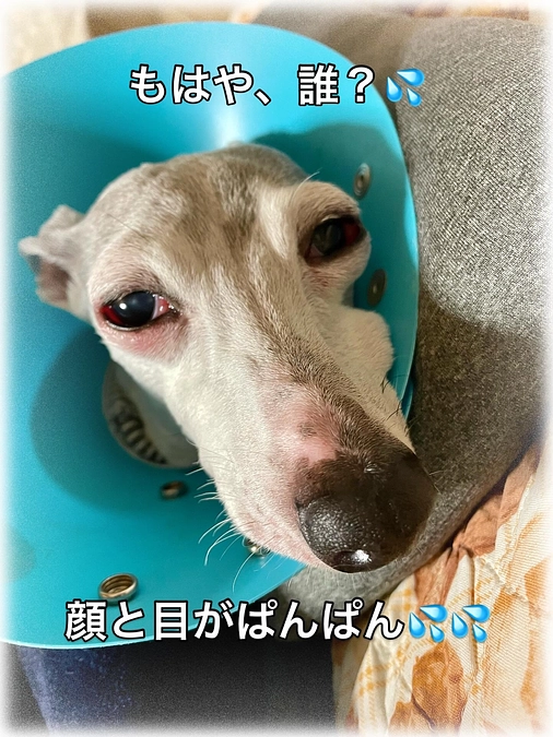 大変な一週間でした🐕💦