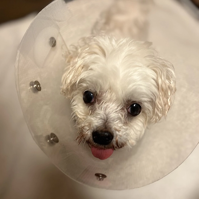 エリザベス生活も２週間となりました