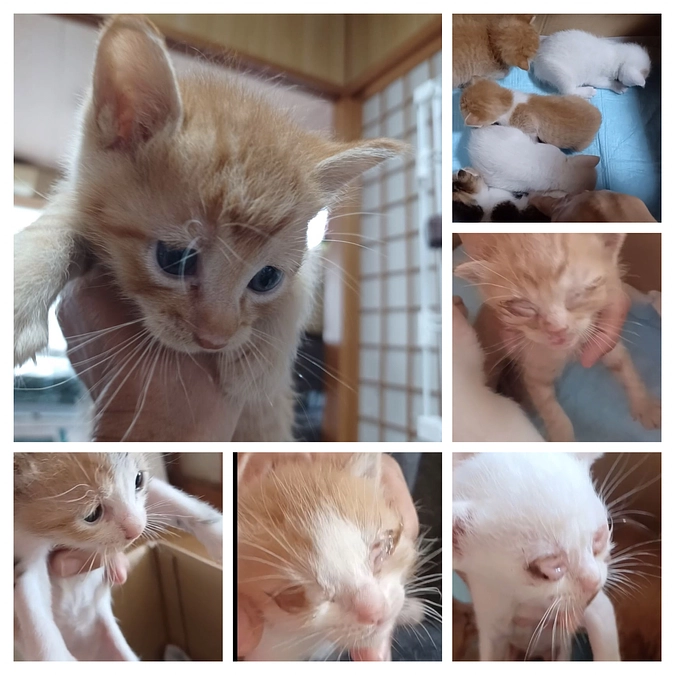 ６月、立て続けに地域猫の虐待が起こり、遺棄される猫が増える。