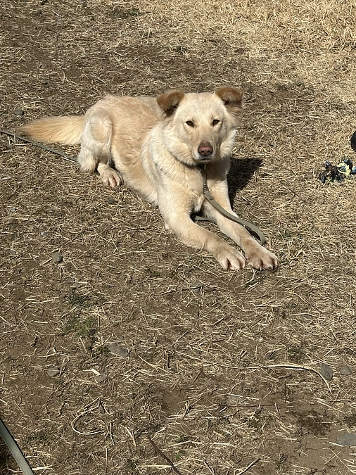 新しく…仲間入り〜アロン〜
