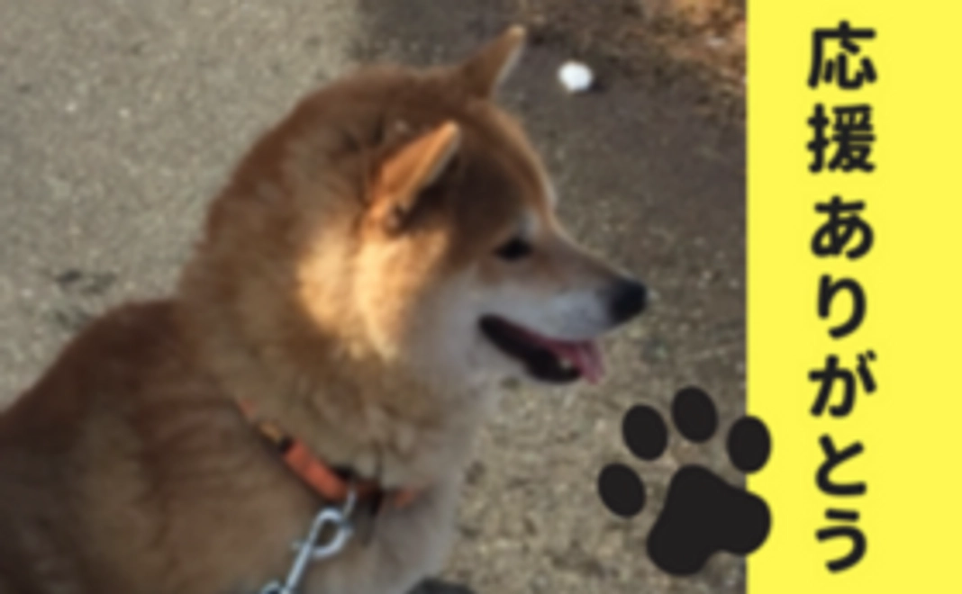 【ジャニーを応援！】お礼のメールをお送りします