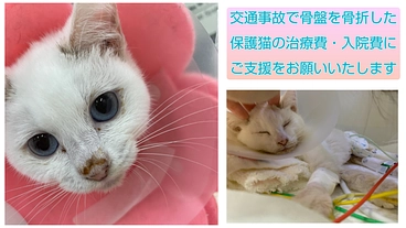 交通事故で骨盤を骨折をした保護猫の治療費・入院費ご支援のお願い のトップ画像