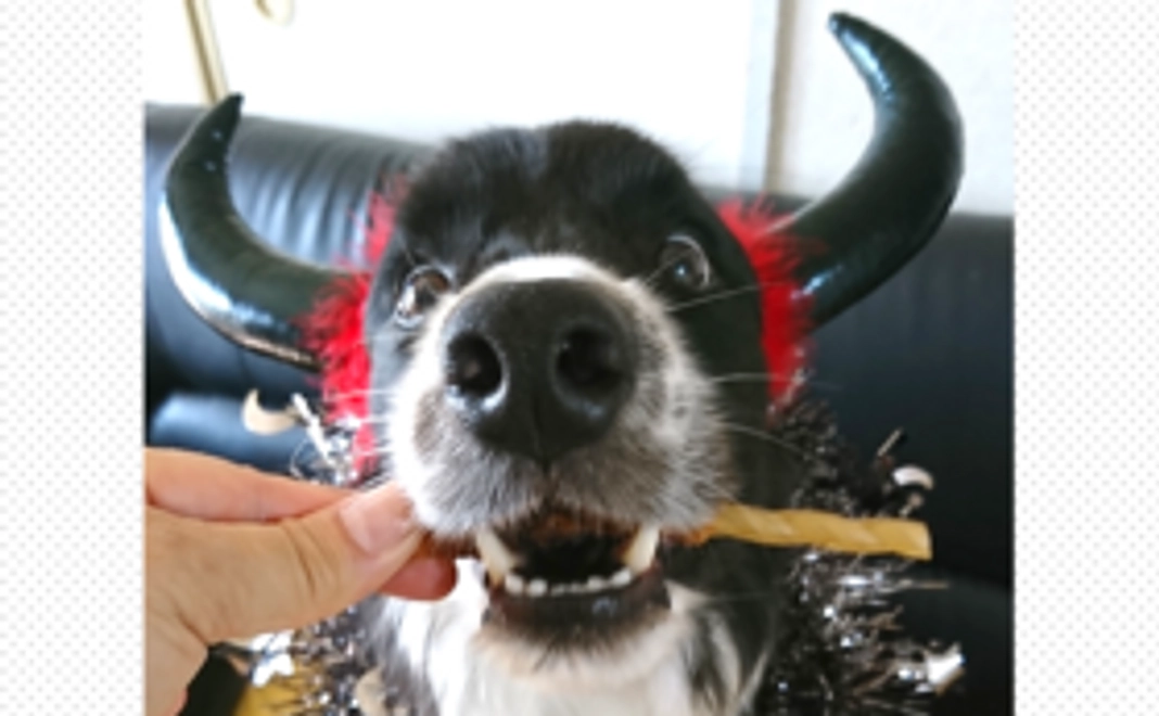 コリーに届け！元気玉 ①