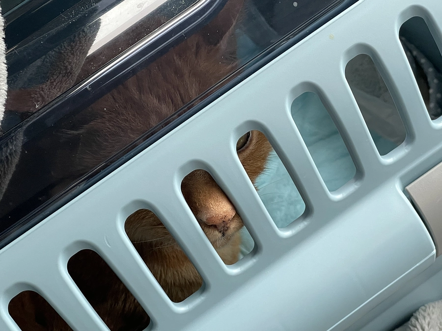 🔥　クラファン残り8日　🔥