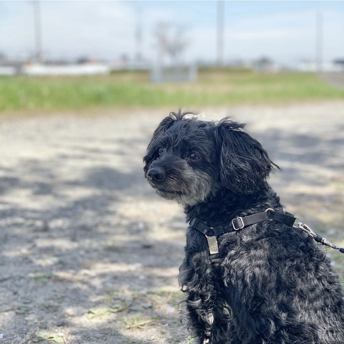 クラウドファンディング達成、ありがとうございました。