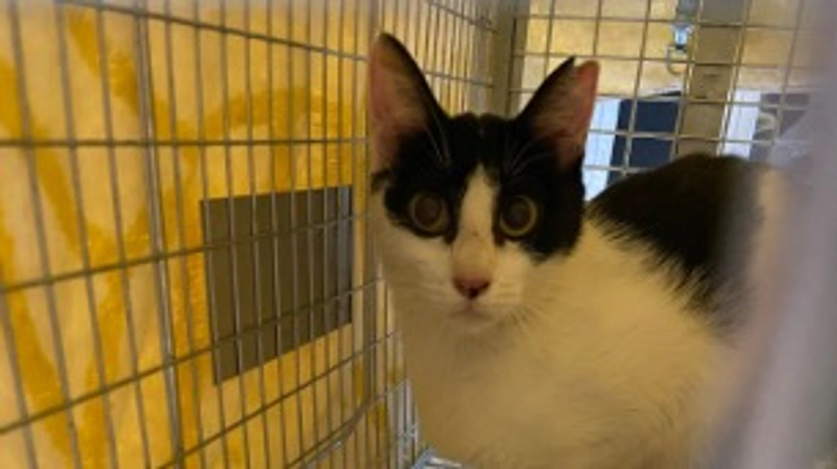 地域猫とのお別れ