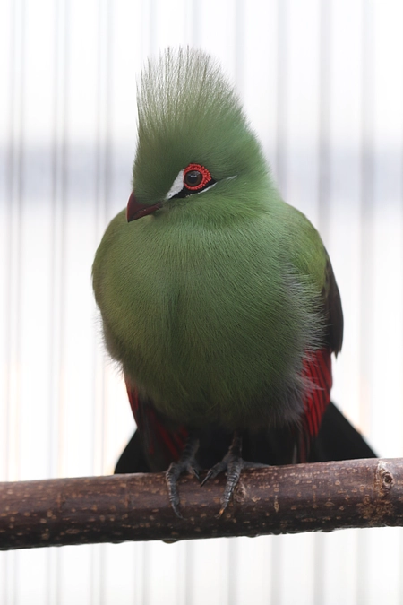 エボシドリ「パプ」くんのご紹介