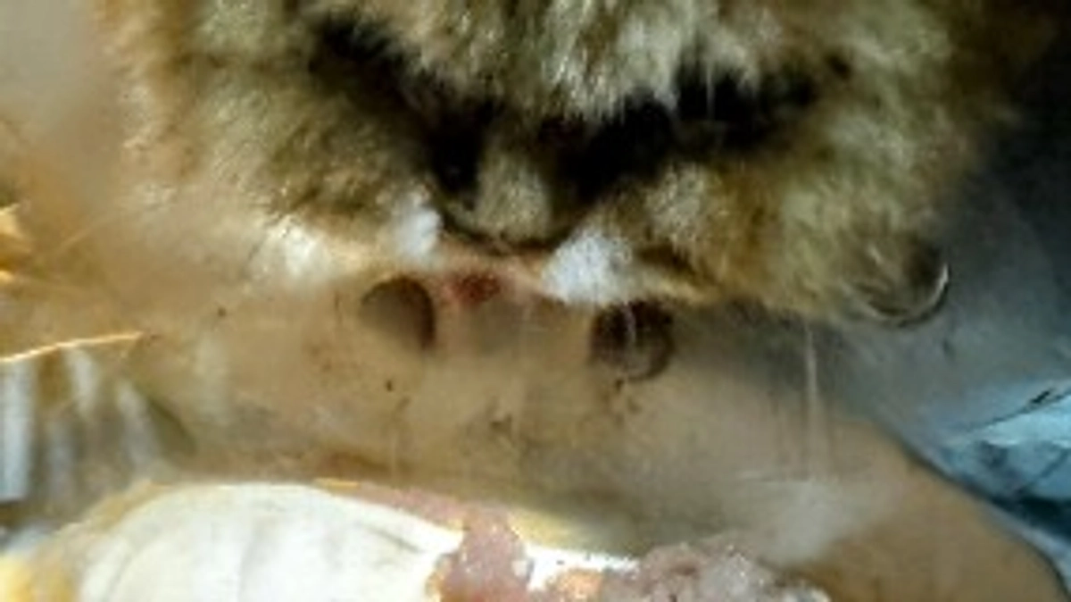 飼養主の闘病　帰りを待つ子達