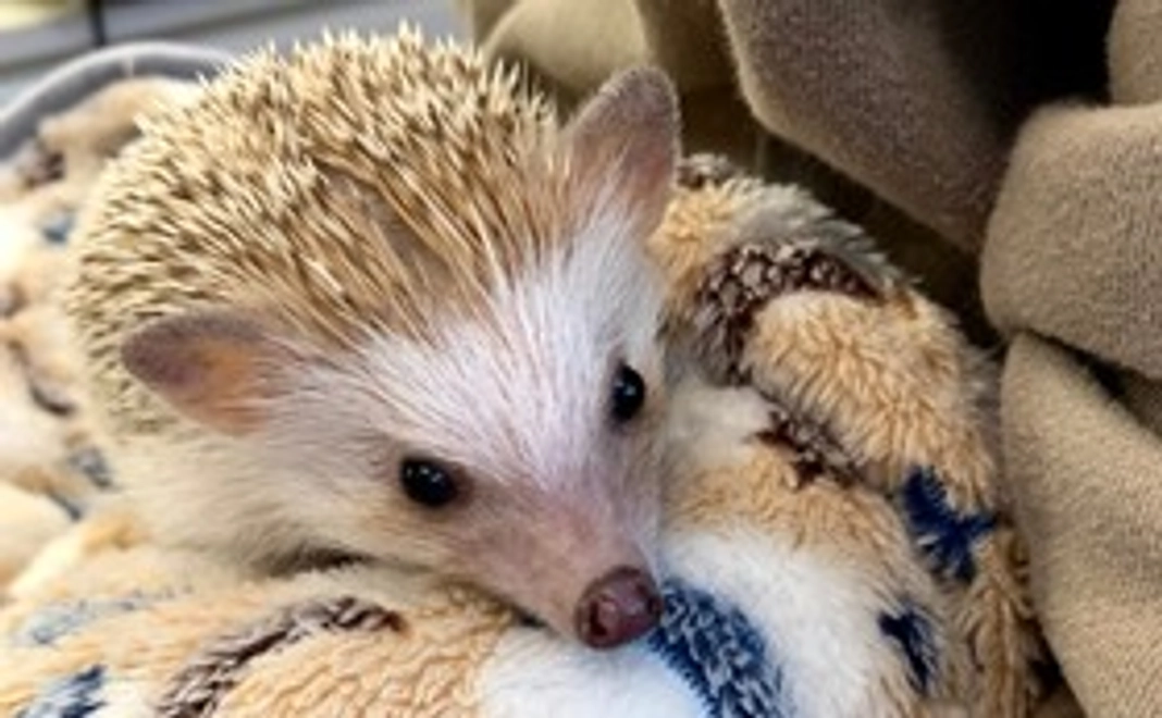 応援コース（ほんの気持ち）