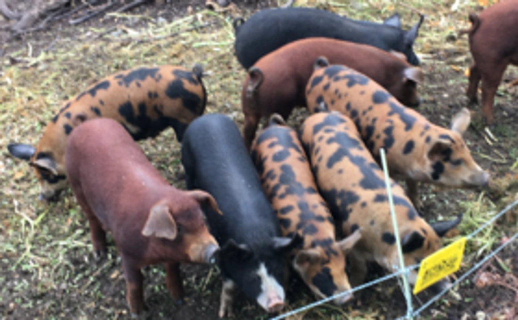 お礼の絵はがき