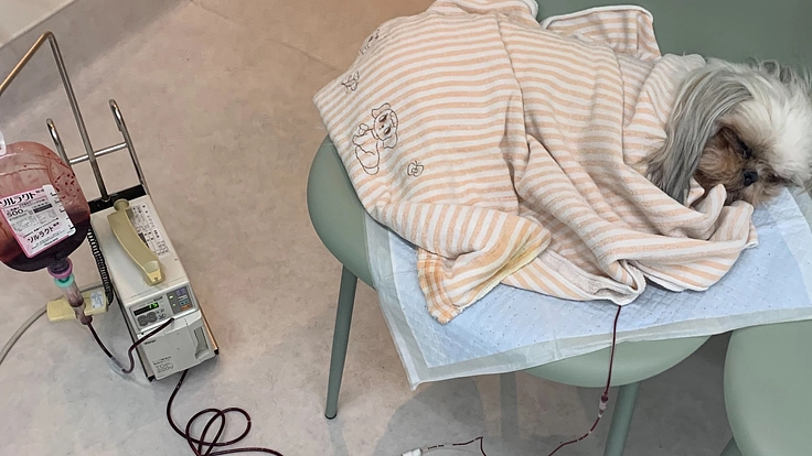 免疫介在性溶血性貧血 治療費の支援お願いします。