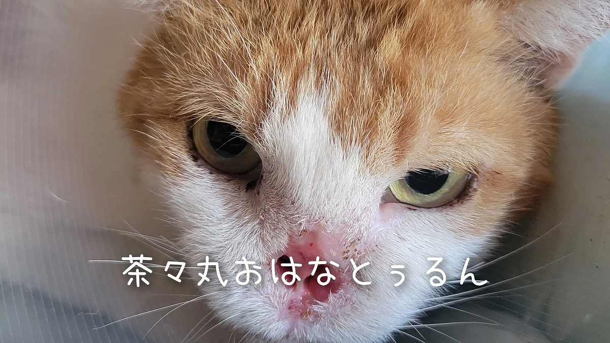 茶々丸おはなとぅるん