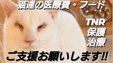 猫達のためにできることを!ご支援お願いします！！！ のトップ画像