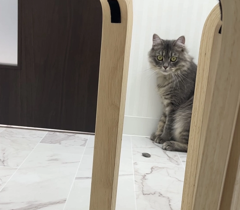 投薬70日目　甘々な大子猫