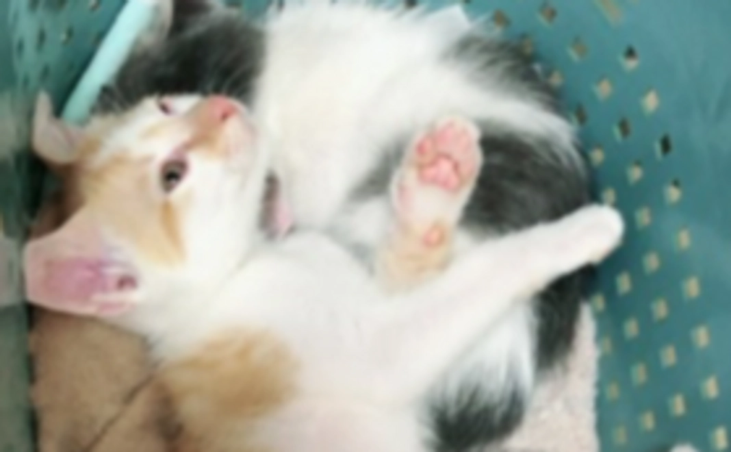 ご支援ありがとうございます！