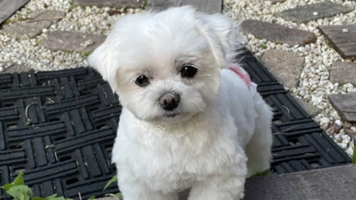 【シニアドッグサポーターで幸せになりました】金儲けの道具だった元繁殖犬が、カフェの看板犬になるまで