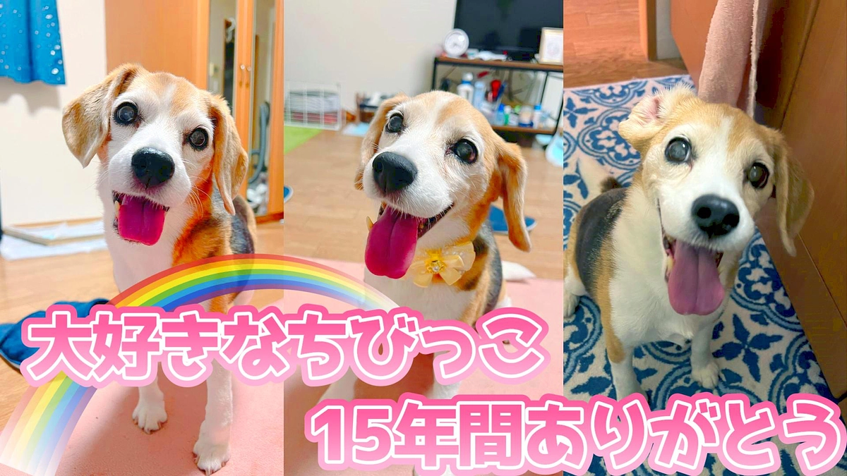 11/25 最期まで生き抜いたちびっこと私の想いのすべて。