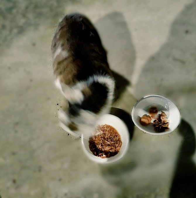 3/29 外猫たちご飯🍚