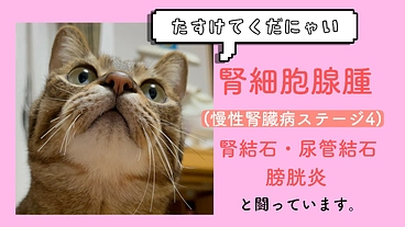 【腎細胞腺腫/慢性腎臓病】保護猫 なっちゃんのご支援をお願いします のトップ画像