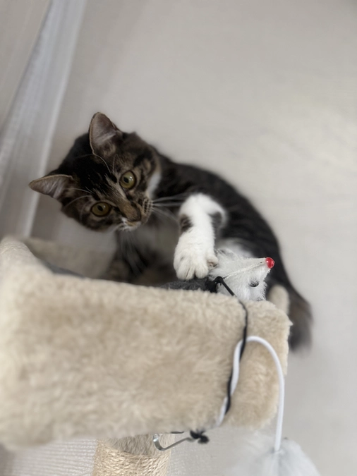 11月7日、投薬45日目。クラウドファンディング残り17日🚨