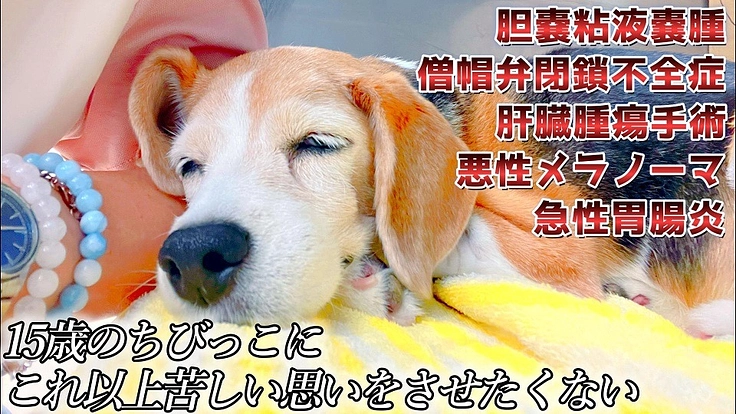 大病続きの15歳保護犬ちびっこに適切な治療を受けさせてあげたい