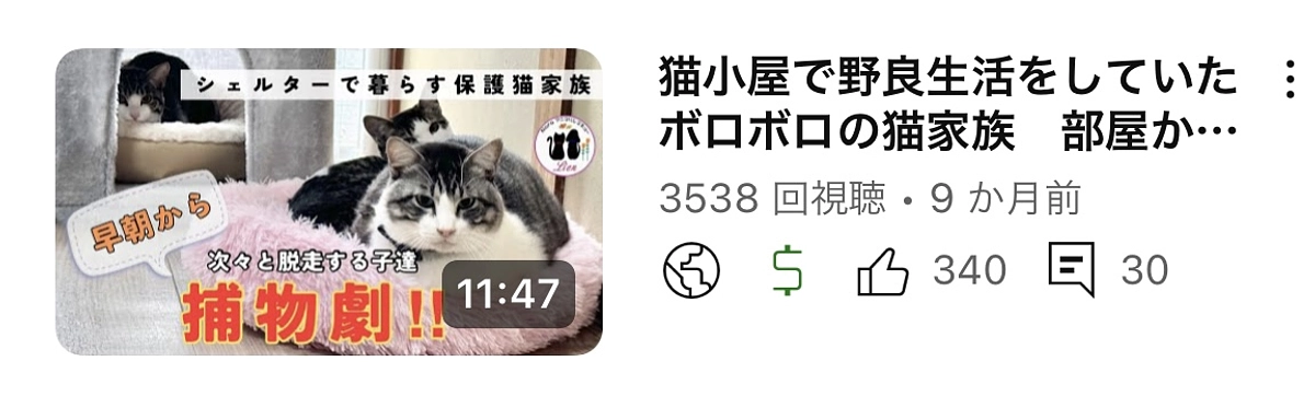 朝から元気いっぱいの猫家族に振り回されてます