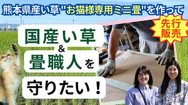 熊本県産い草【お猫様専用ミニ畳】を作って国産い草・畳職人を守りたい のトップ画像