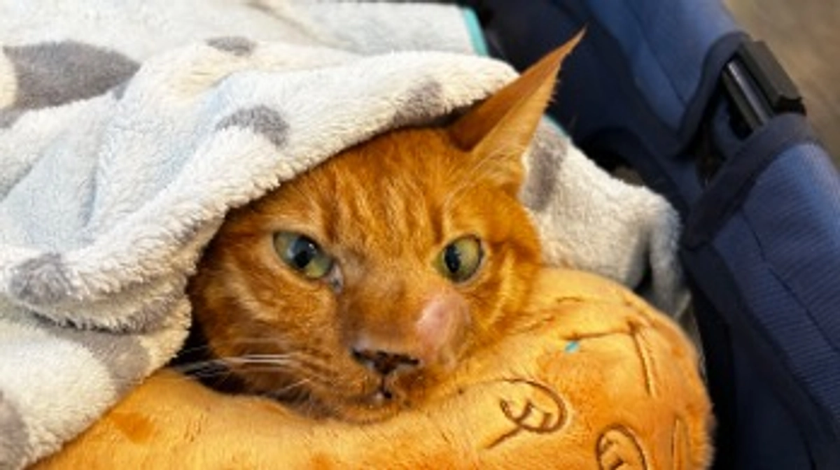 9/2  抗がん剤治療に行きました　ロムスチン