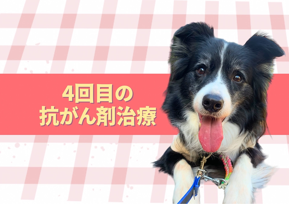 4回目の抗がん剤治療