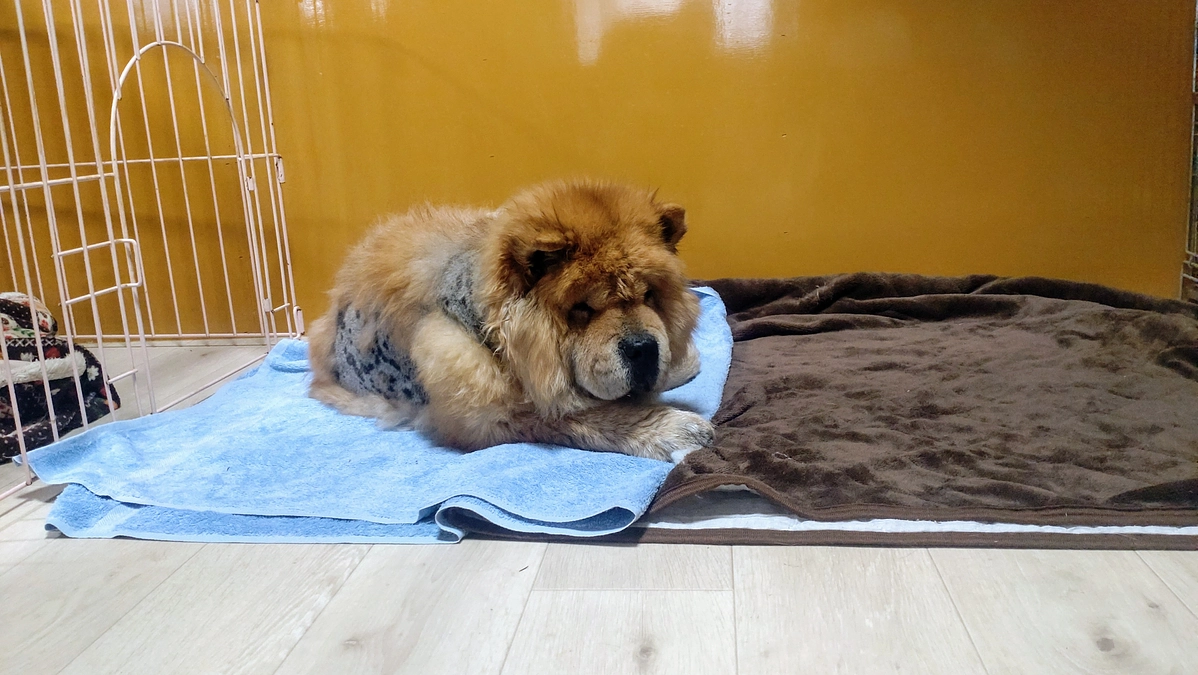 屋根が完成しました！