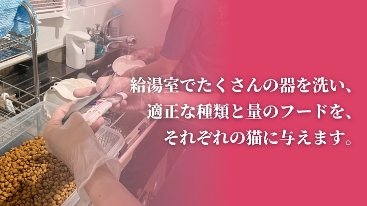 「不幸な猫ゼロ」を目指して。猫たちを救うセーフティネットにご支援を 8枚目