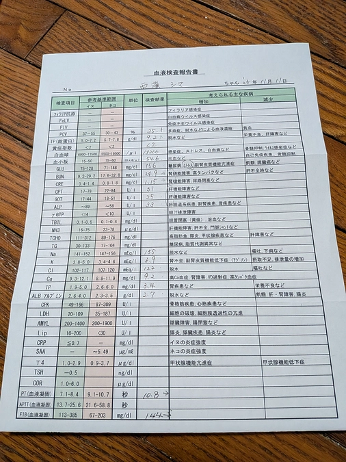 今度は　しまちゃん💧