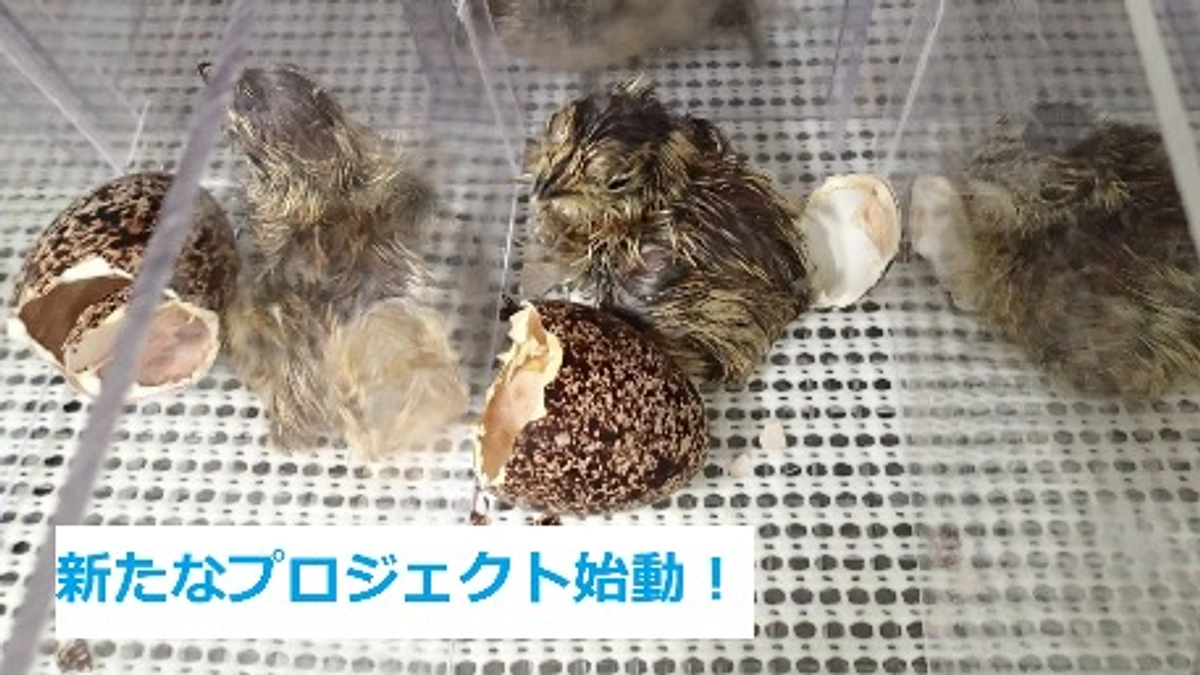 残そう、ライチョウ！動物園の次なる挑戦