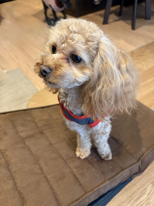 １１月１５日のゆむ君