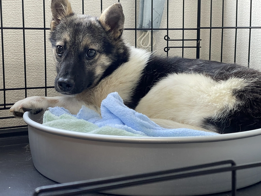 命を繋ぐ施設を作りたい。