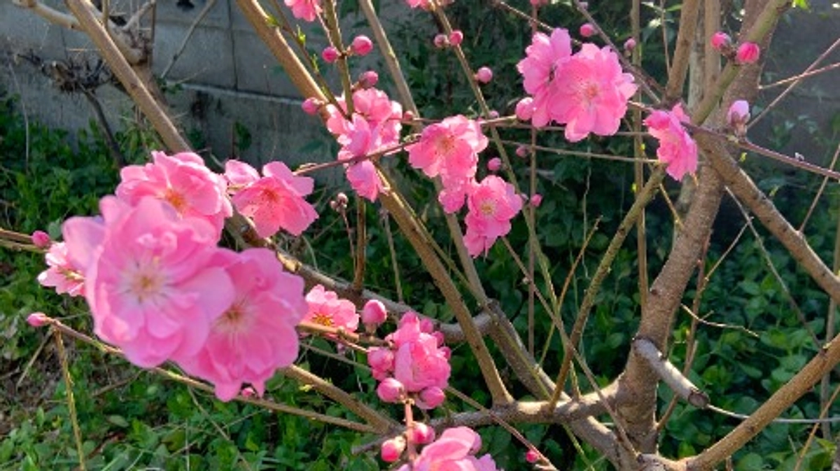 クラウドファンディング第二弾8日目、約60％達成のご報告🌸