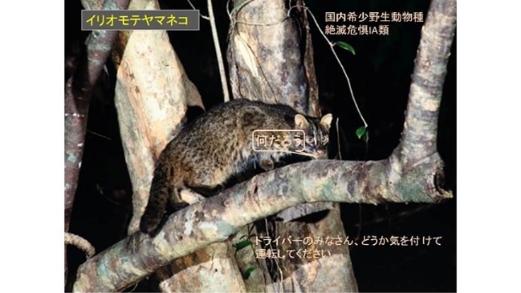 イリオモテヤマネコを“絶滅の危機”から守りたい