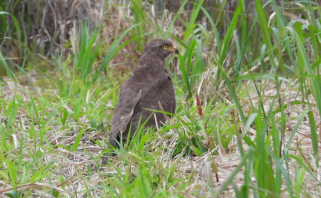 3千円｜応援コース